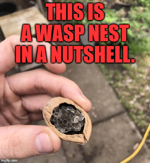 Wasp Nest